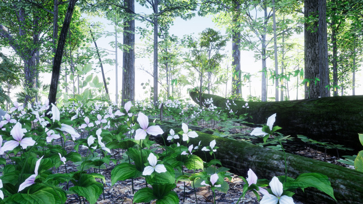 Northeastern US Plants and Ecosystems
