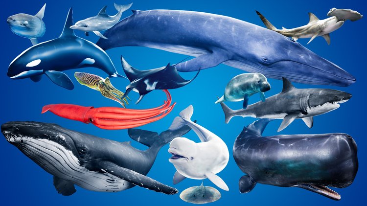 Ocean Animals MEGA Pack
