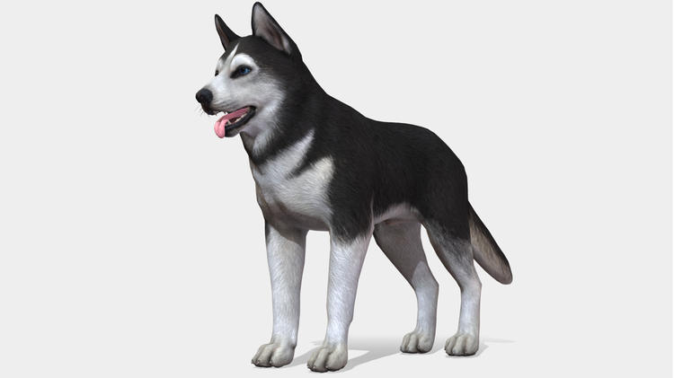 Dog - Husky
