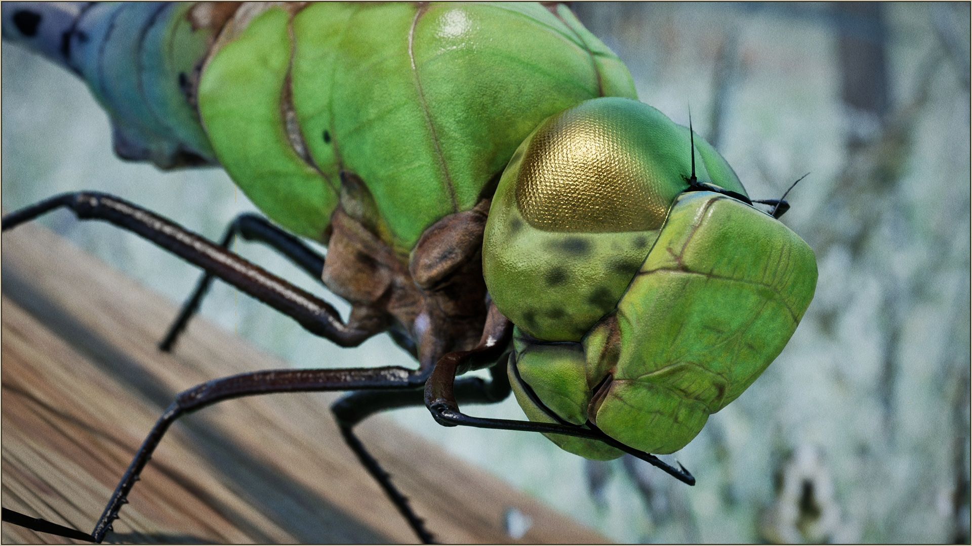 Animalia - Green Darner Dragonfly