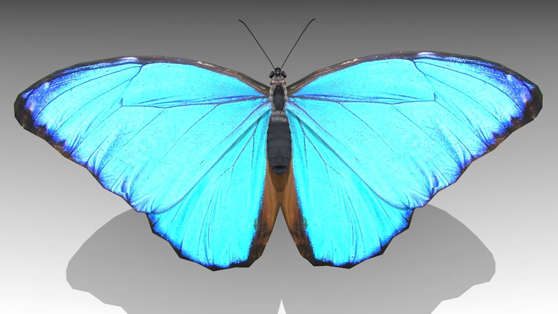 Blue Morpho Butterfly