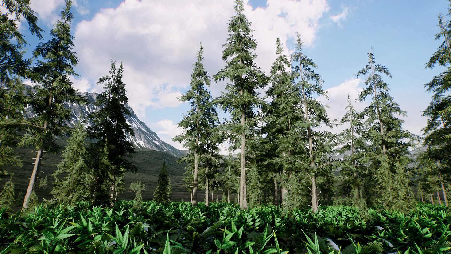 Spruce forest winter and summer