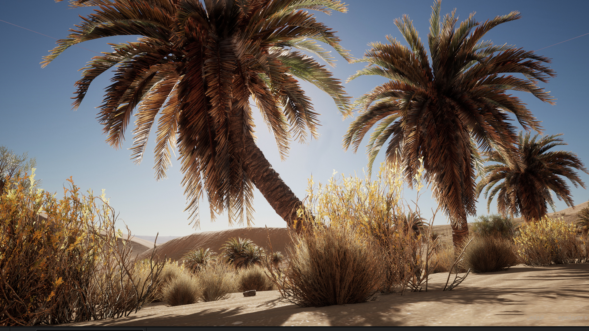 Desert Vegetation 