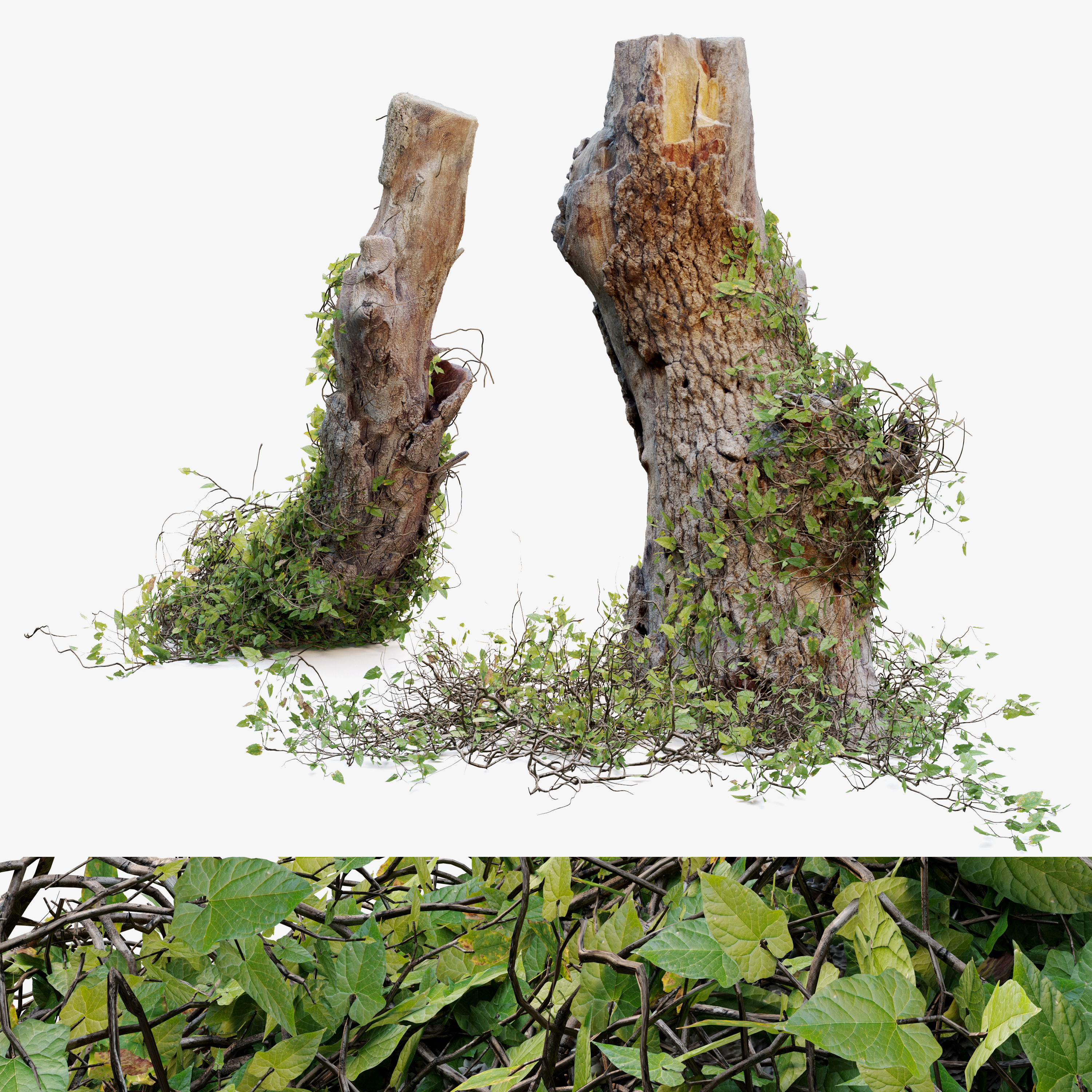 Stump with vine 3D