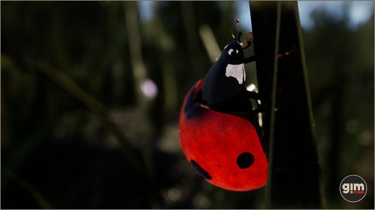 Animalia - Ladybug