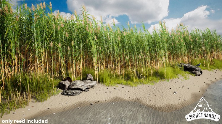 mediterranean Vegetation giant Reed