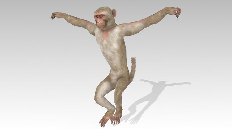 Macaque