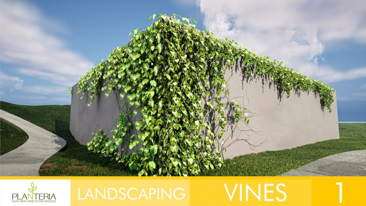 Landscaping Vines 1