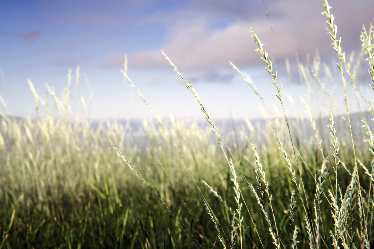 Realistic Meadow 2021 ・ Ground Vegetation