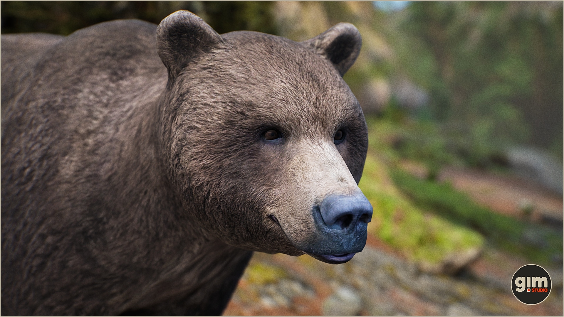 Animalia - Brown Bear (male) 