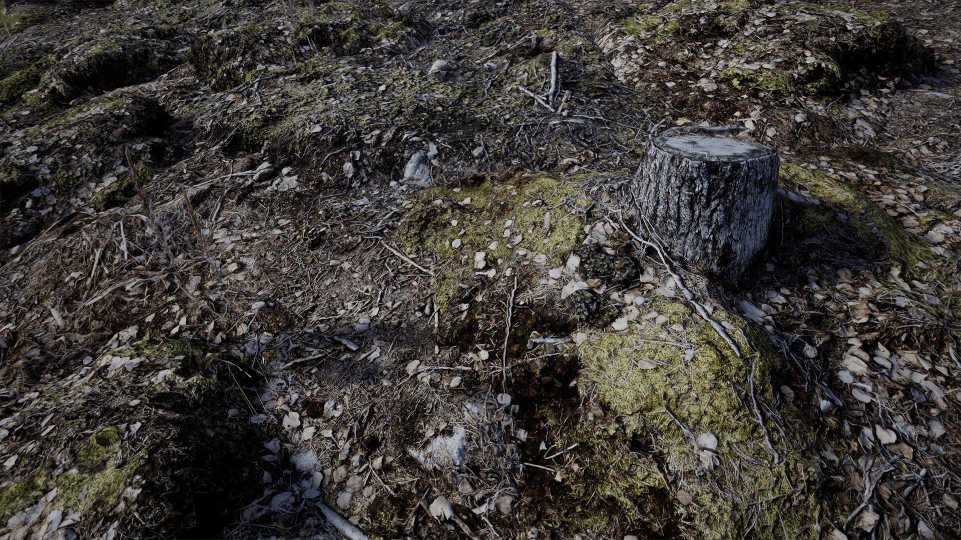 Forest Floor