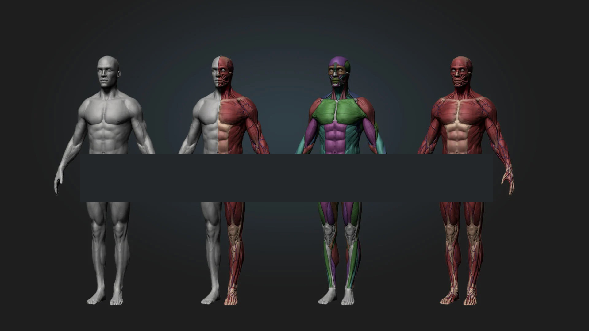 Ultimate Anatomy Tool Reference for Artists !