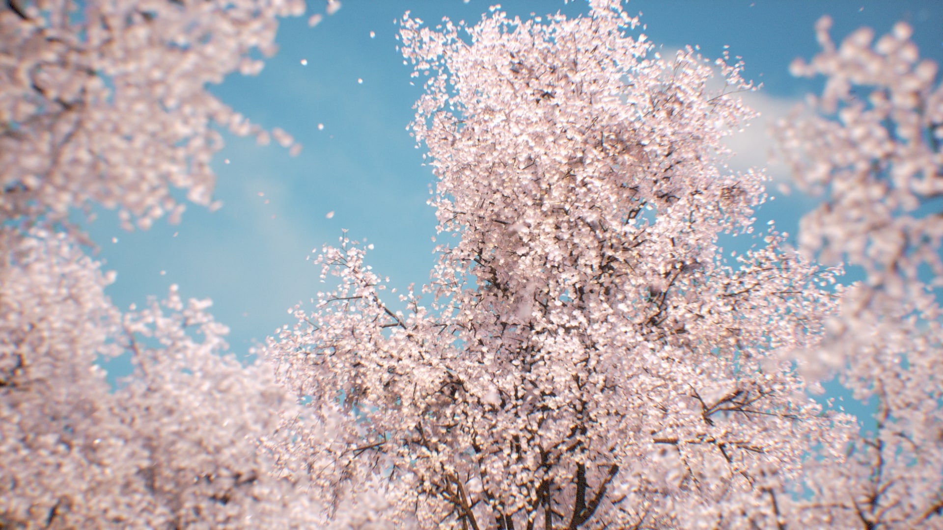 Sakura - Cherry blossom