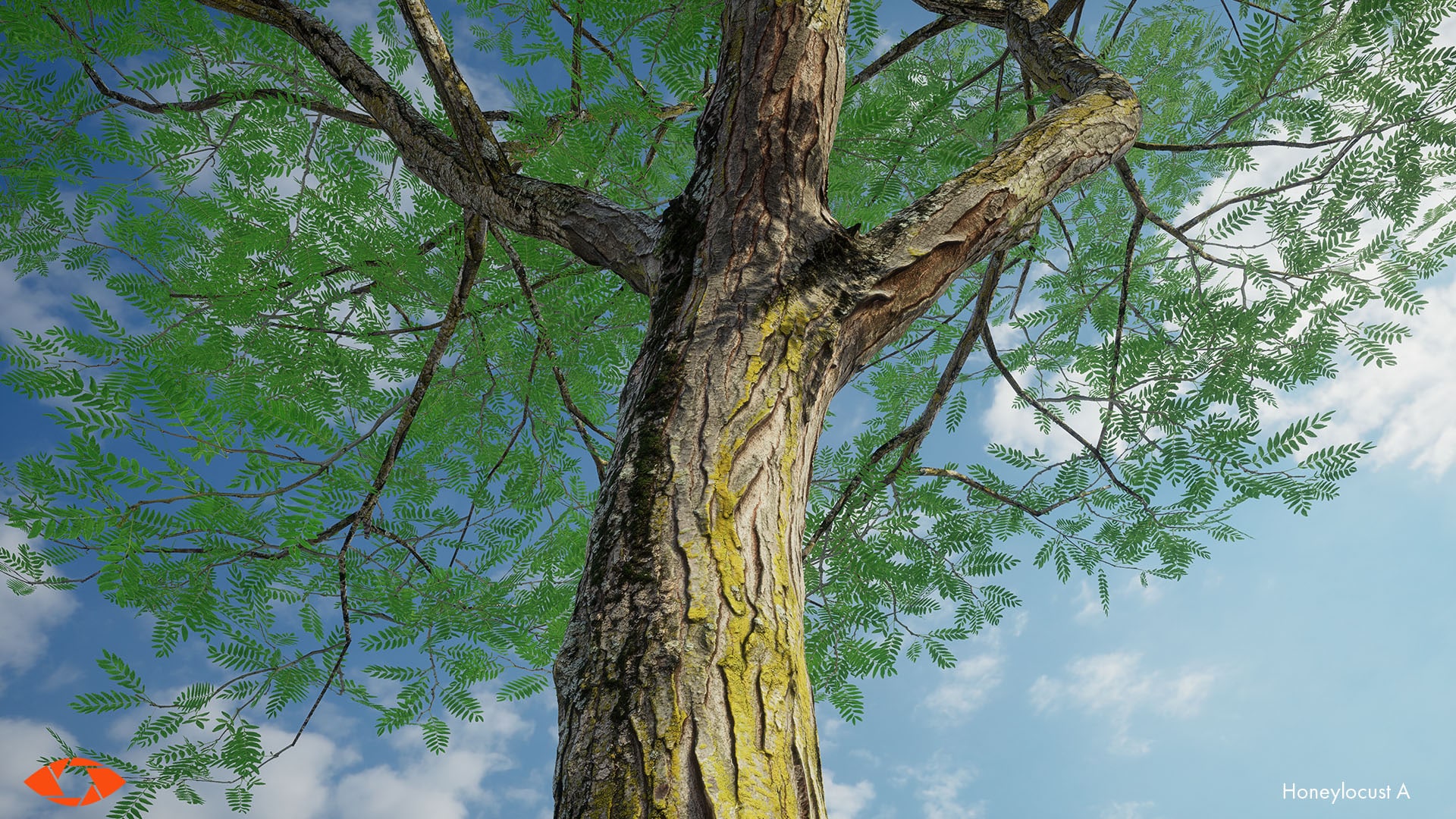 Scanlabz Trees _ Honeylocust Tree