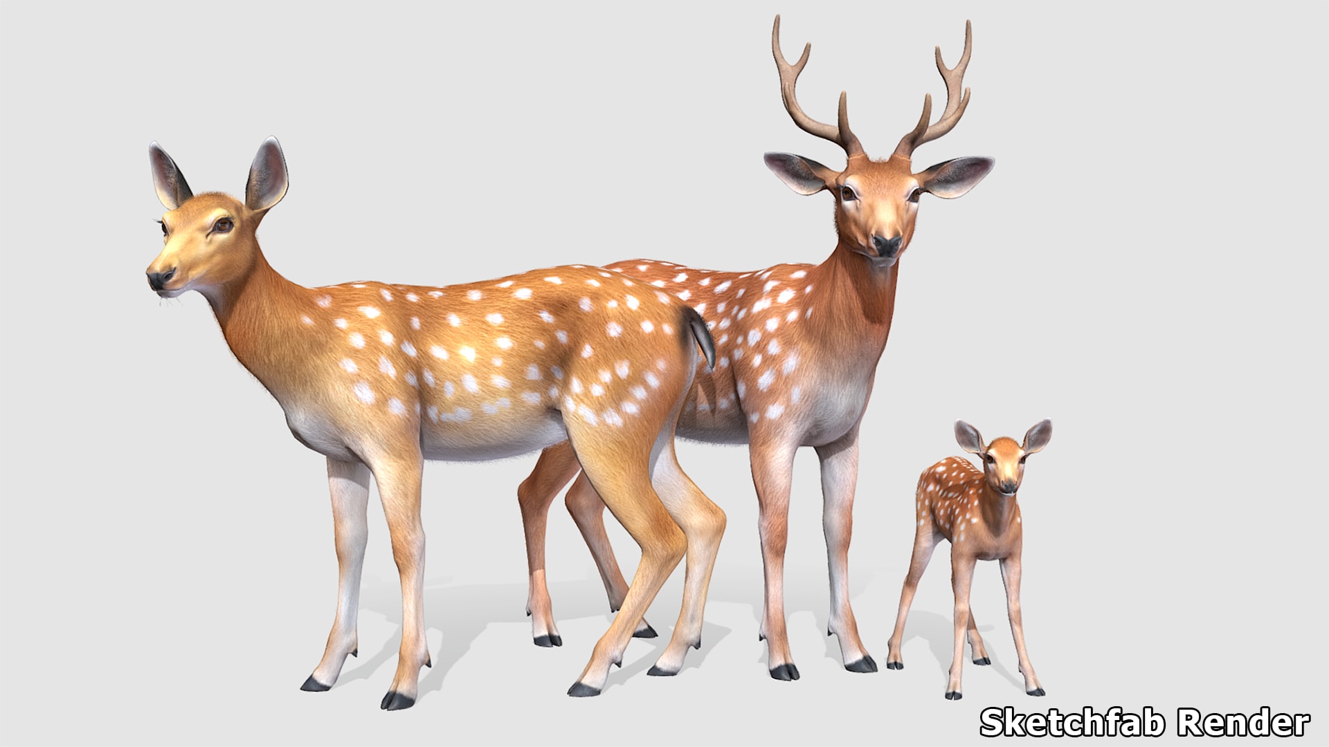 Deer Family