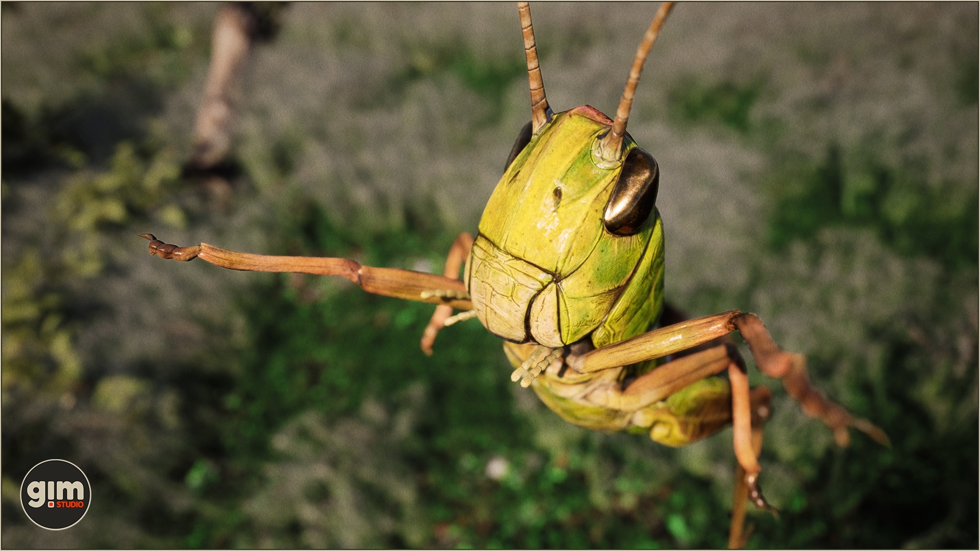 Animalia - Meadow Grasshopper