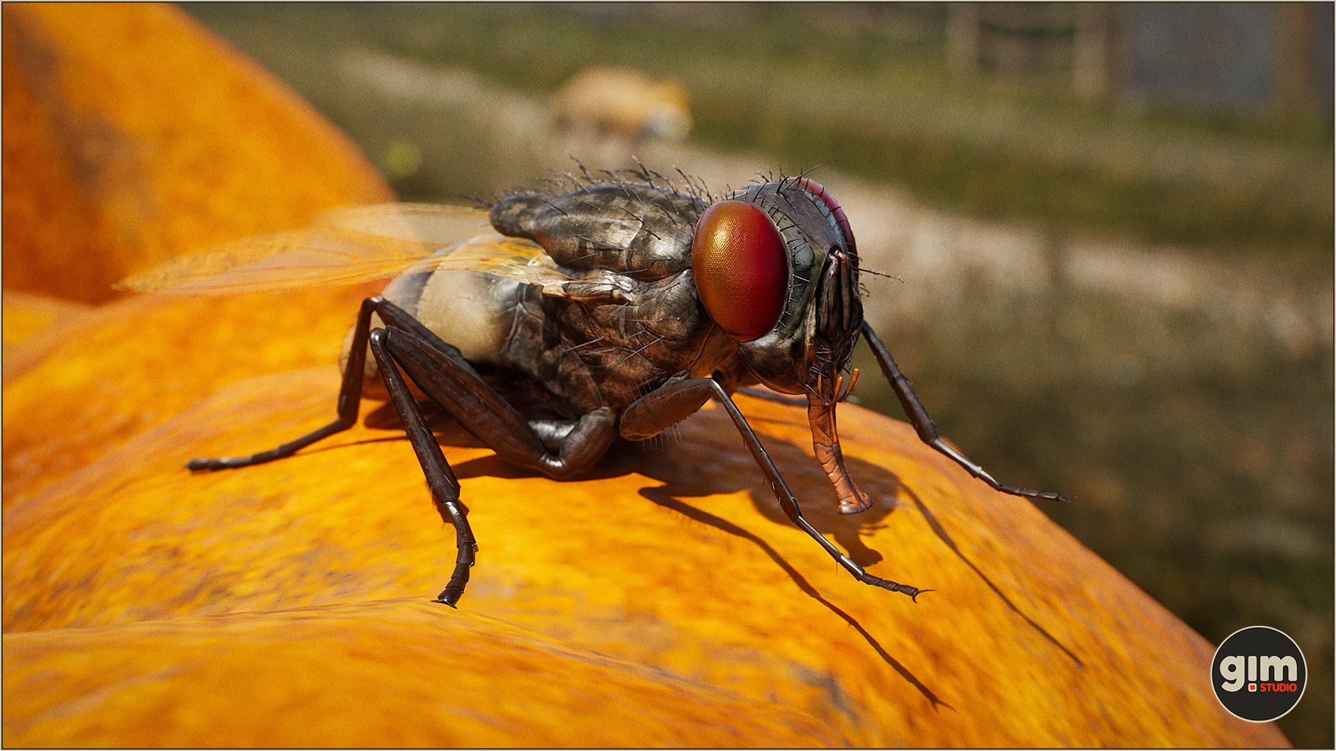 Animalia - Housefly