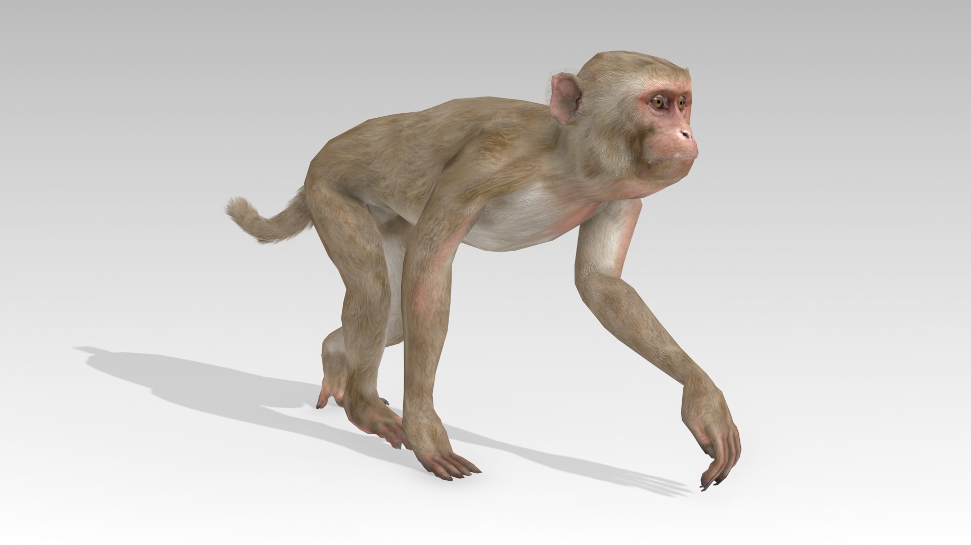 Macaque