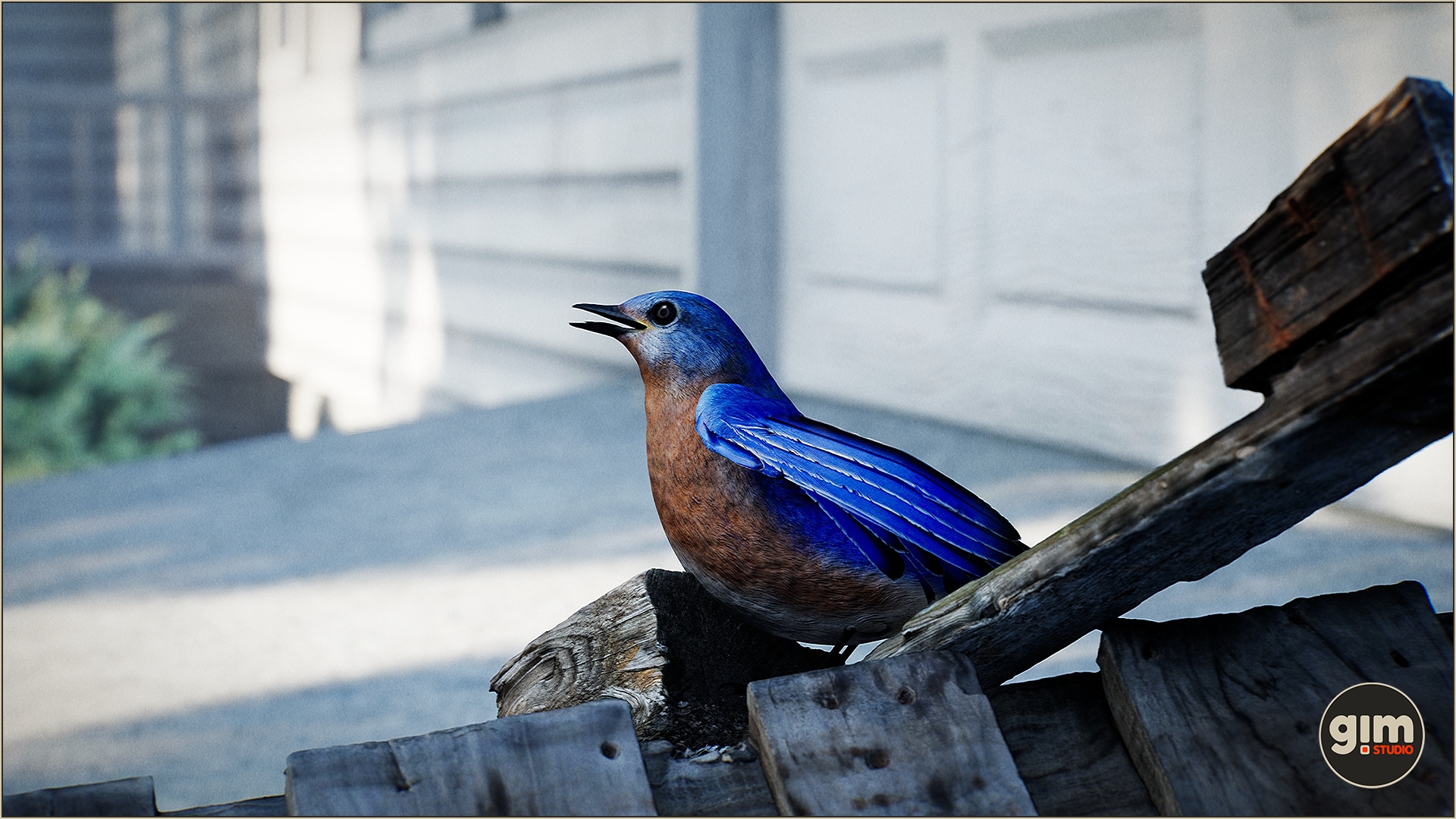 Animalia - Bluebird