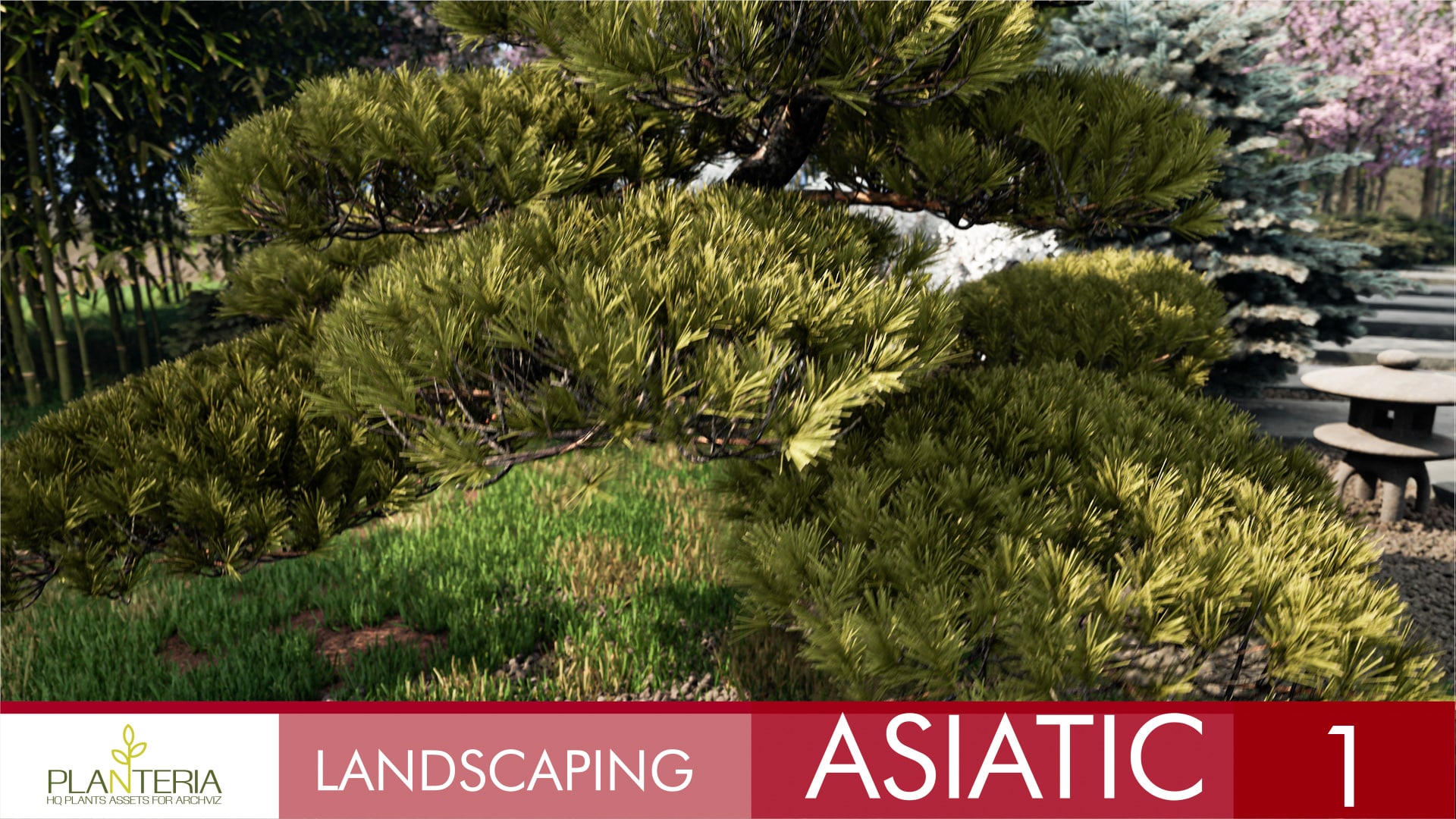 Landscaping Asiatic 1