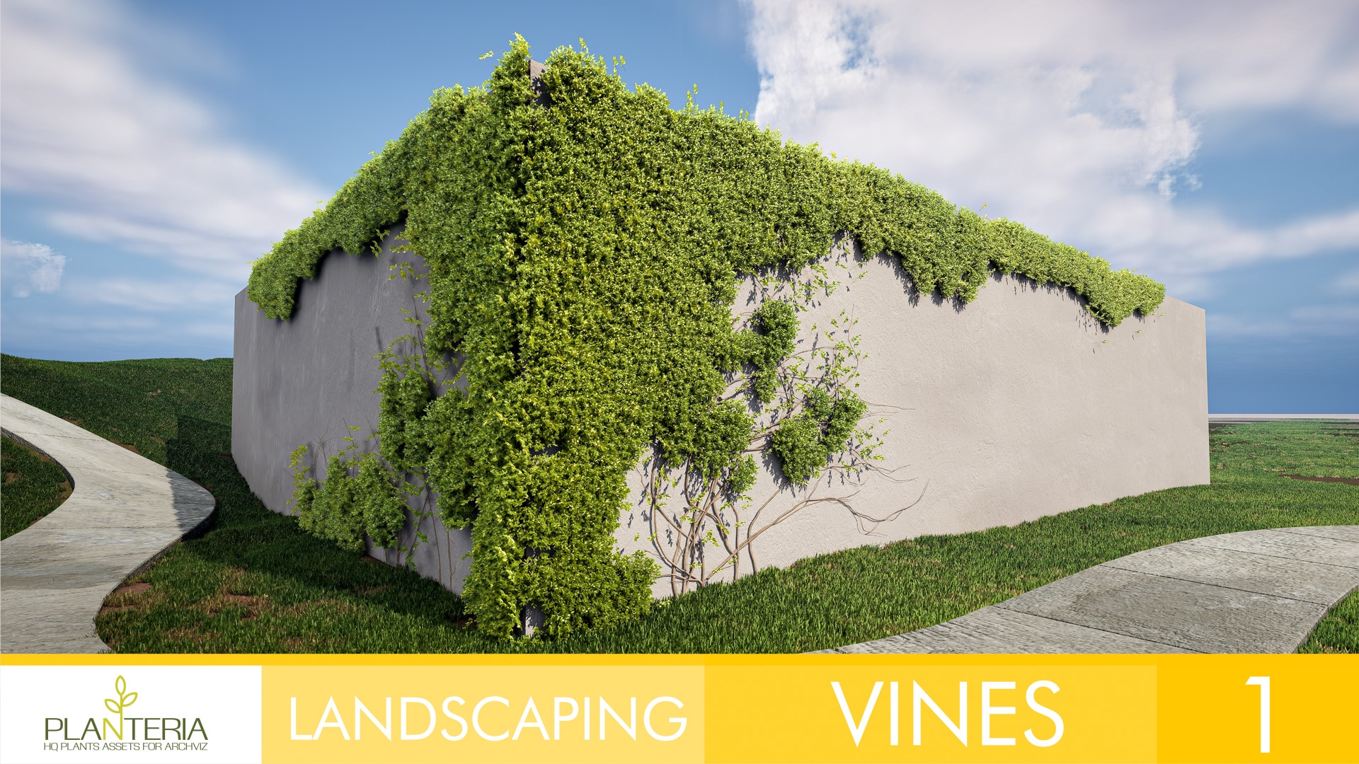 Landscaping Vines 1