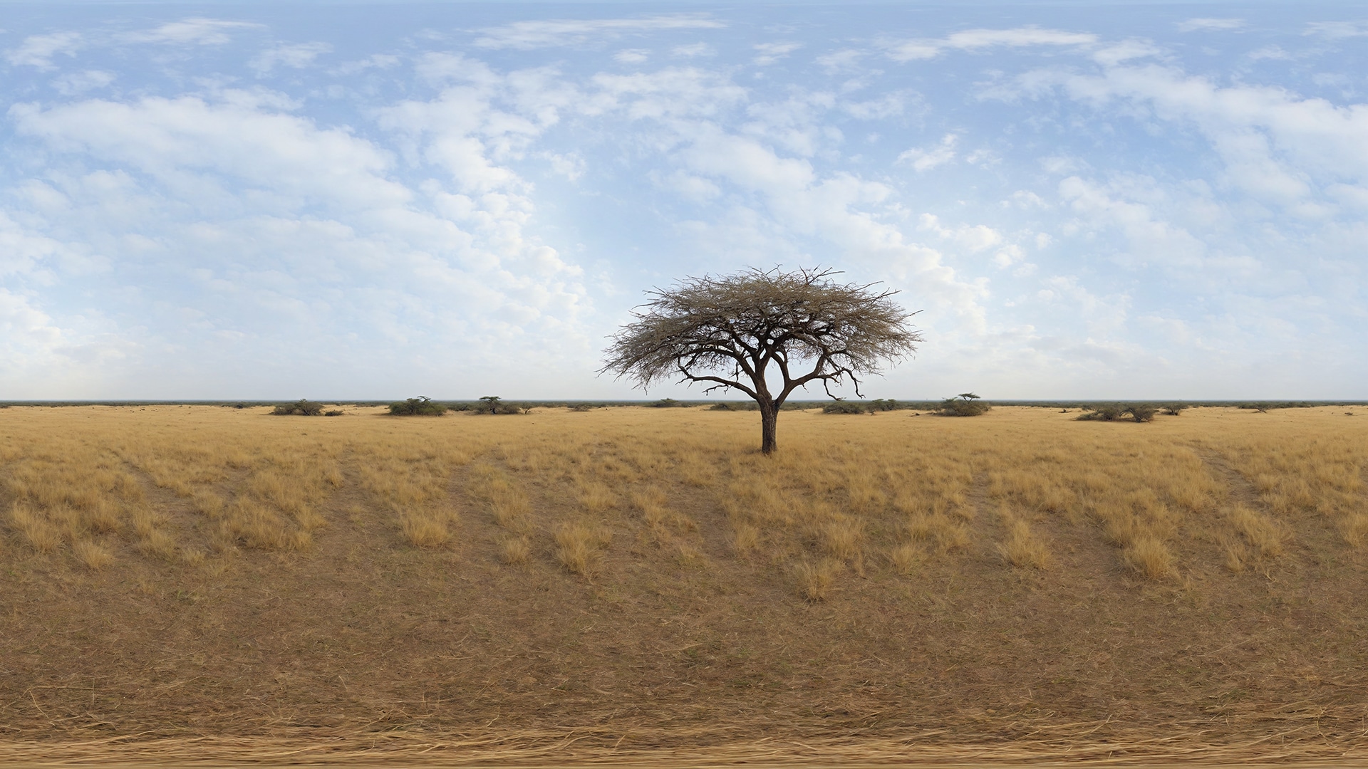 HDRI Savanna Panoramas