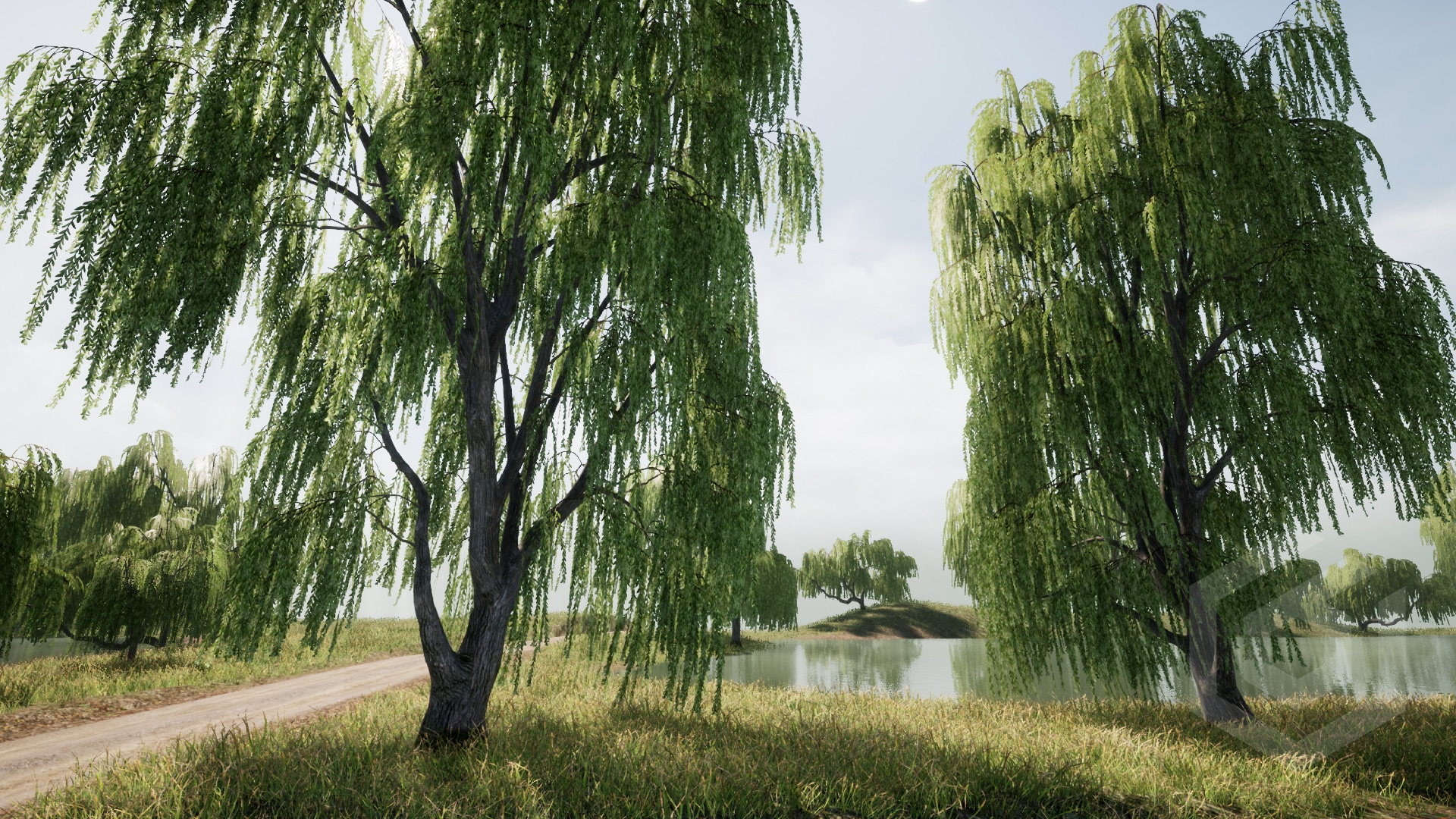 Trees Willow tree