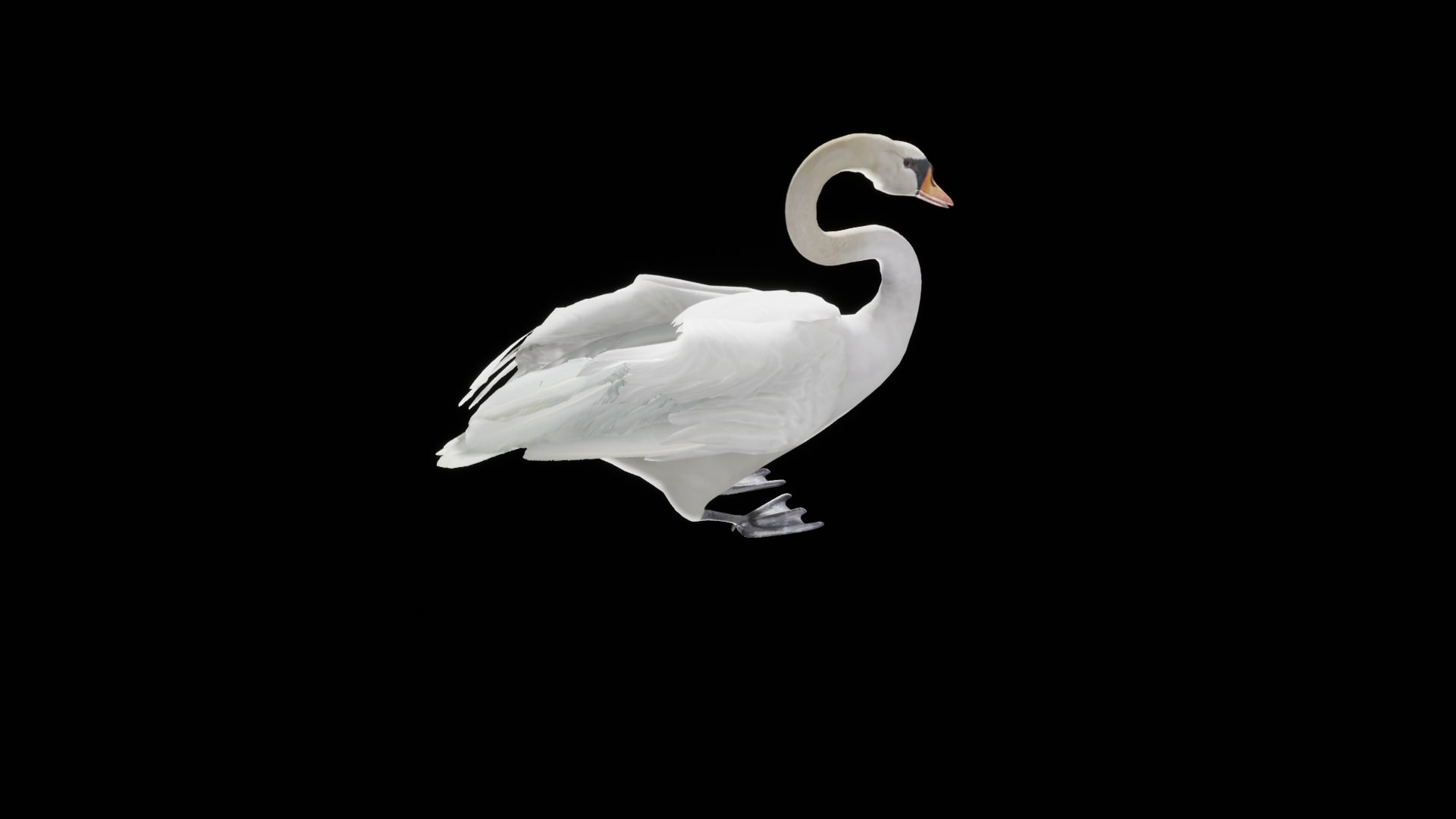 Swan