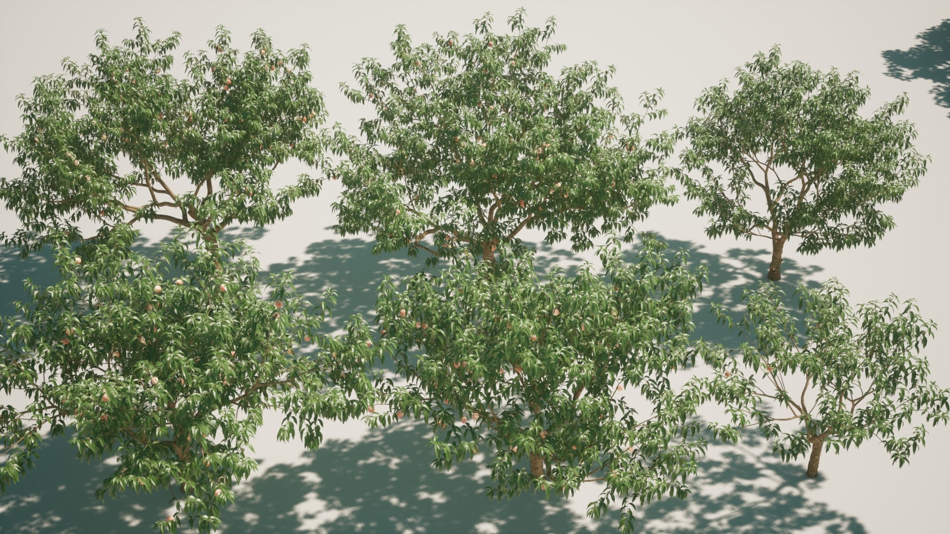 fruit tree V1