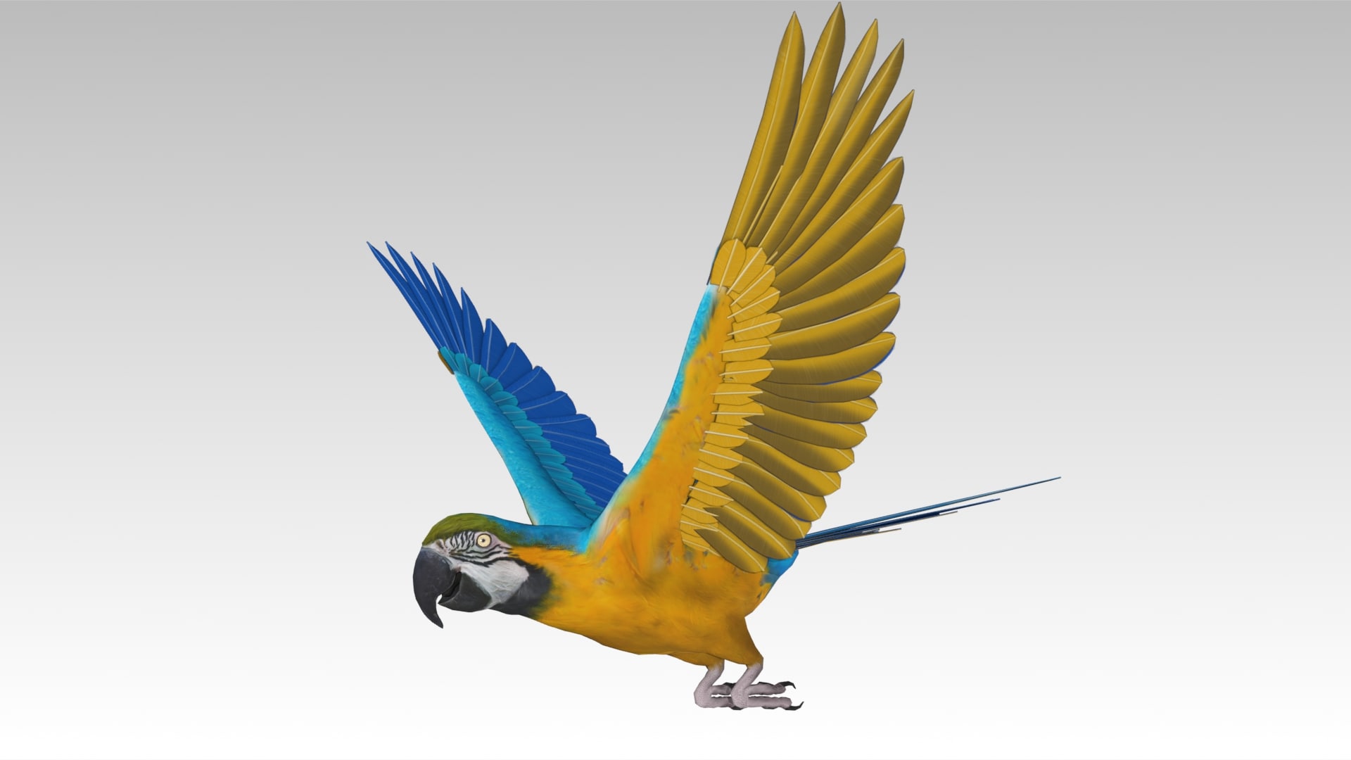 Blue and Yellow Macaw