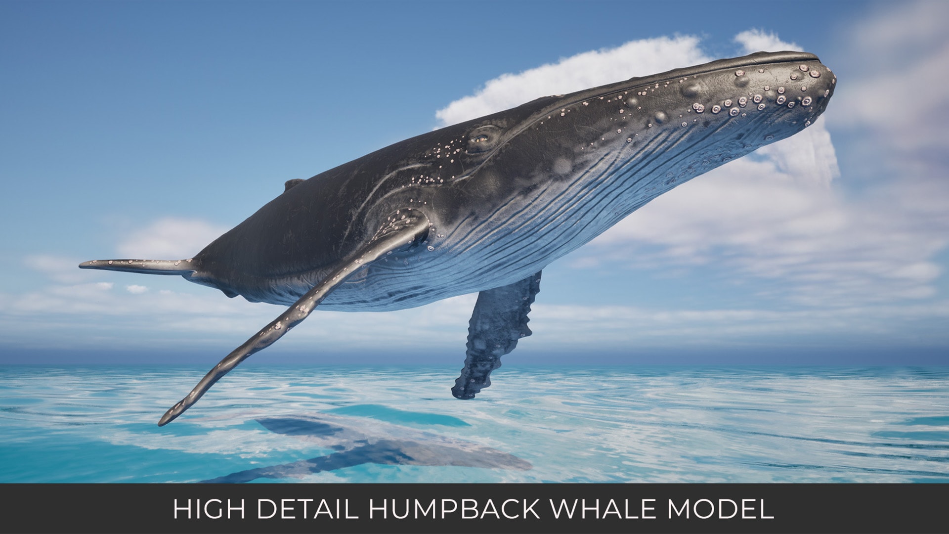 Animated Humpback Whale