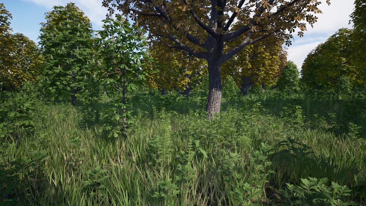 Chestnuts Pack (Aesculus hippocastanum)