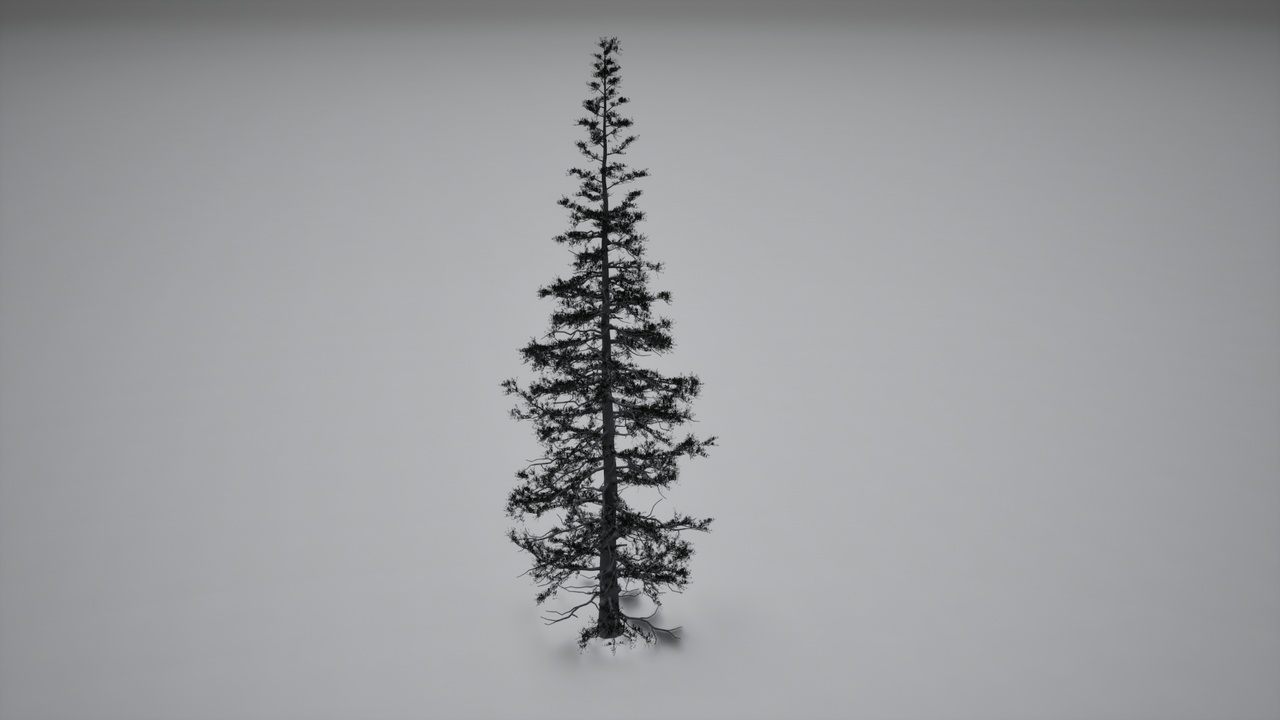 PSG - Realistic Abies lasiocarpa