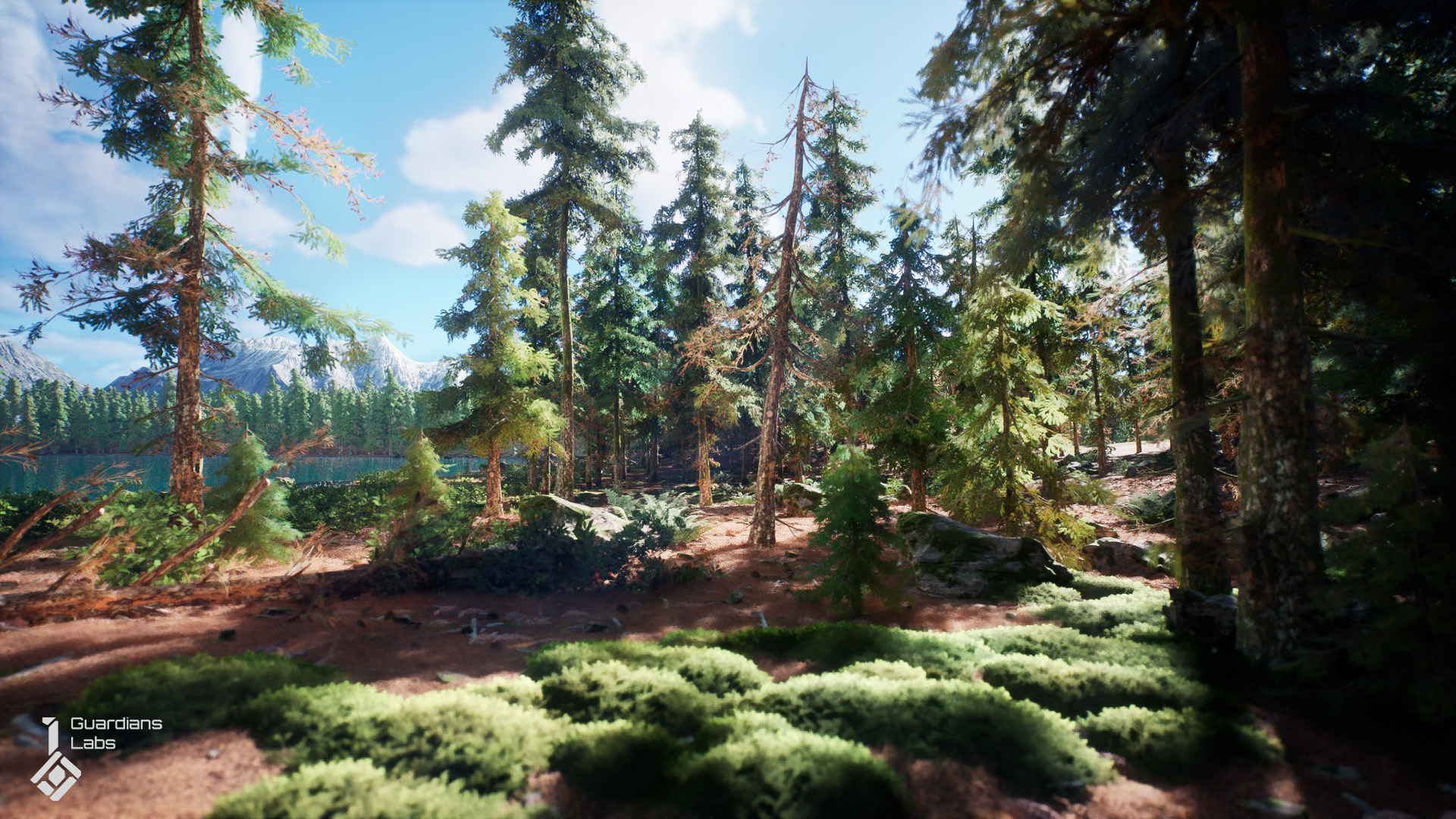 Norway Spruce Tree Pack, Picea Abies