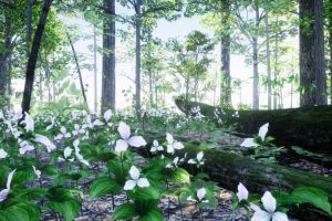 Unreal Engine –Northeastern US Plants and Ecosystems  UE160