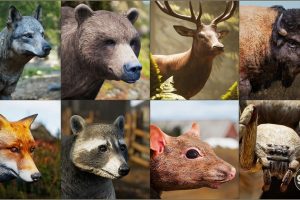 Unreal Engine –Animalia – Starter Kit UE1028