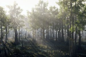 Unreal Engine –Bald Cypress Swamp UE972