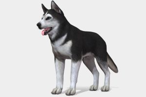 Unreal Engine –Dog – Husky UE1029