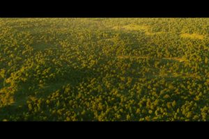 Morning Forest C5271