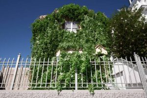 Unreal Engine –Crazy Ivy – Procedural Ivy & Vine Generator Plug-in – Auto Grow Plants In Editor UE975