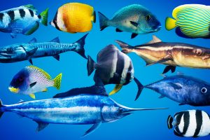 Unreal Engine – Fish for Fish School System UE1073