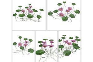 Cgtrader-Lotus Flower Collection C5350