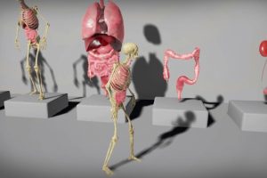 Unreal Engine – Human Internal Organs UE1087