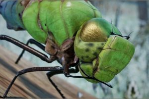 Unreal Engine – Animalia – Green Darner Dragonfly UE489