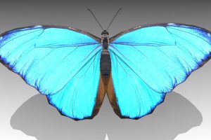 Unreal Engine – Blue Morpho Butterfly UE497
