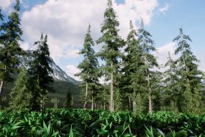 Unreal Engine –Spruce forest winter and summer UE328