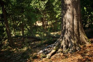 Unreal Engine –MW Broadleaf Trees Forest Biome UE347