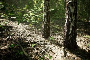 Unreal Engine –MW Paper Birch Trees Forest Biome UE348