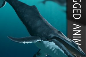 Turbosquid-Megaptera novaeangliae [RIGGED] C5348