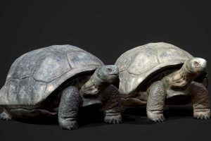 Unreal Engine – Galapagos Tortoise UE1478